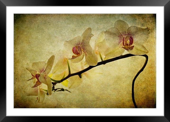 Orchid Textures Framed Mounted Print by Ann Garrett