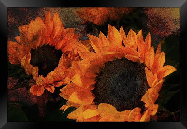 Sunflowers Framed Print by Ann Garrett