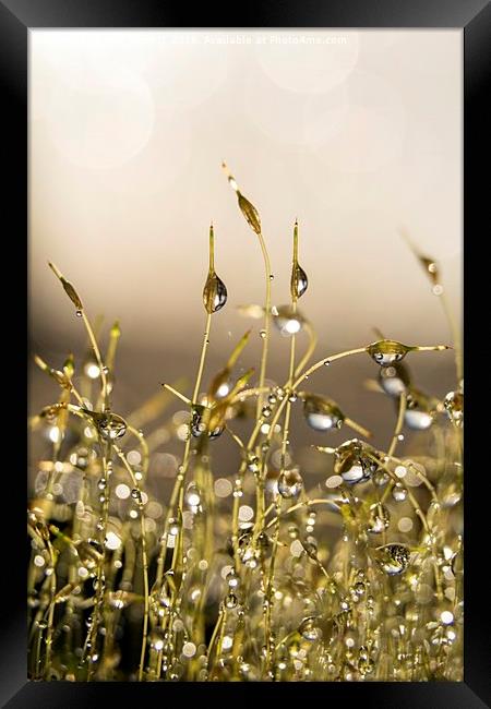 Dewdrops on Moss Framed Print by Ann Garrett