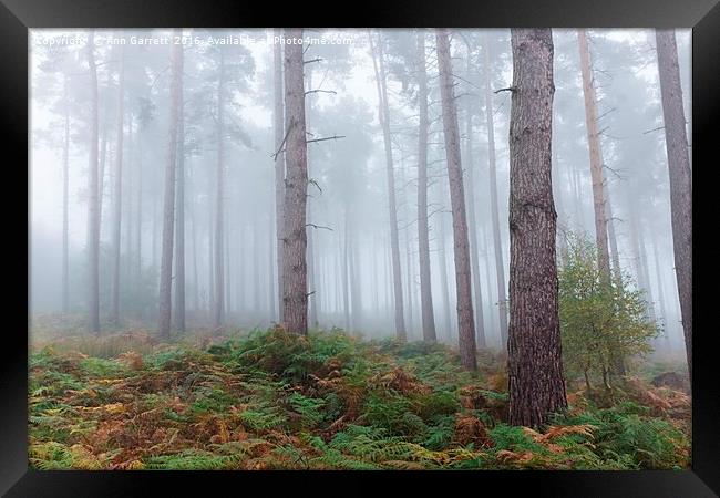 Fog on Cannock Chase Framed Print by Ann Garrett