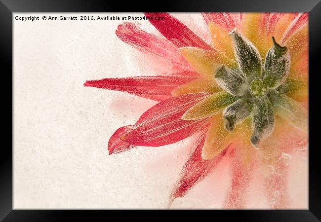Flower in Ice Framed Print by Ann Garrett