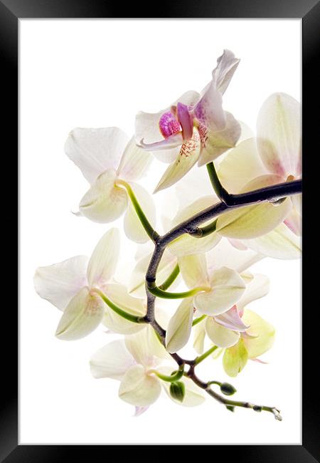 Orchid Spray Framed Print by Ann Garrett