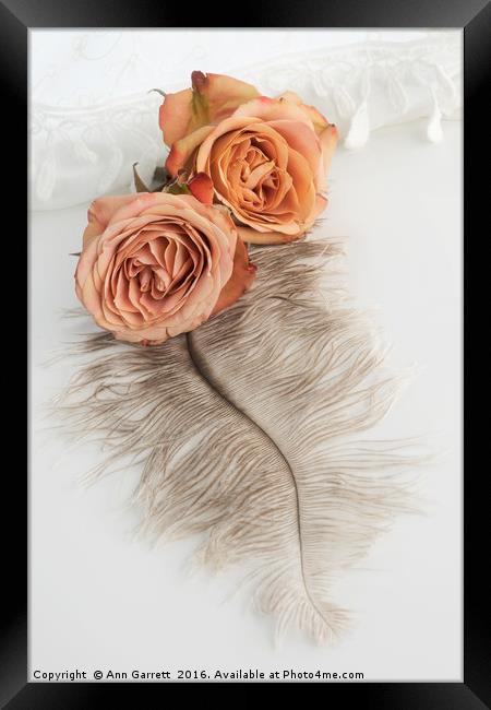 Two Old English Roses and Feather Framed Print by Ann Garrett