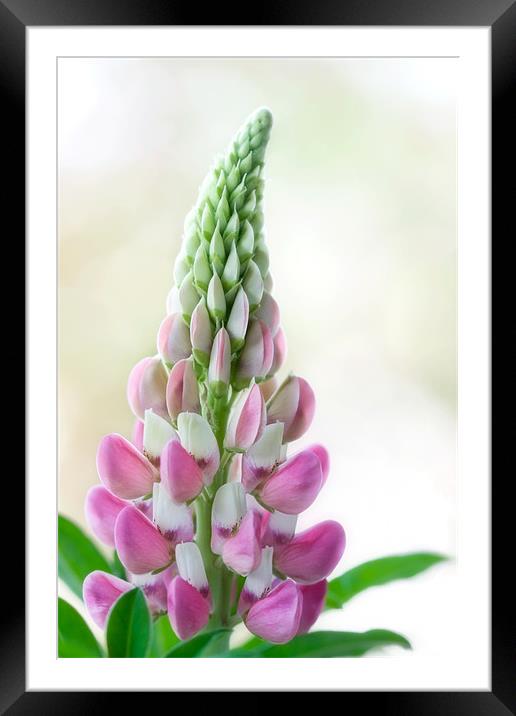 Lupin Framed Mounted Print by Ann Garrett