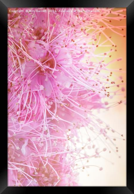 Spiraea Pretty in Pink Framed Print by Ann Garrett