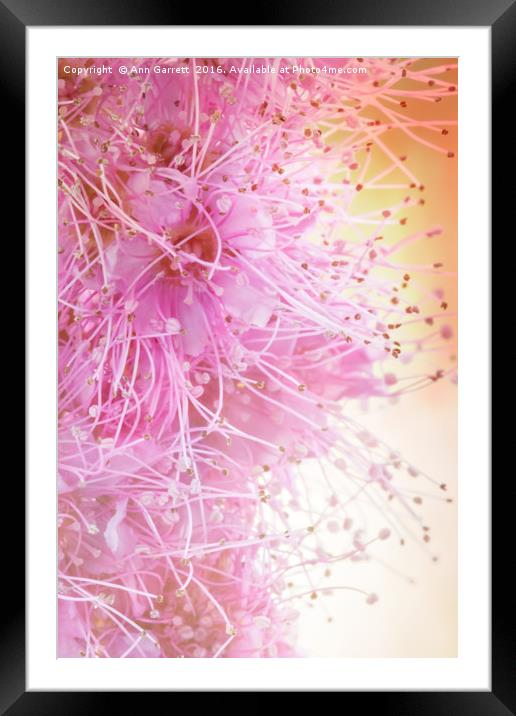 Spiraea Pretty in Pink Framed Mounted Print by Ann Garrett