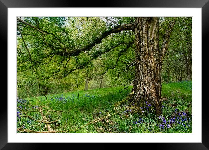 The Guardian Framed Mounted Print by Ann Garrett