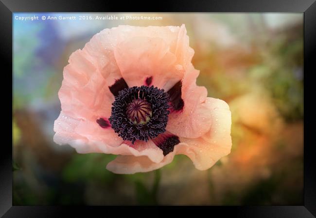 Pink Poppy Glow Framed Print by Ann Garrett