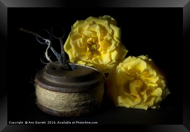 Two Yellow Roses and a Reel of String Framed Print by Ann Garrett