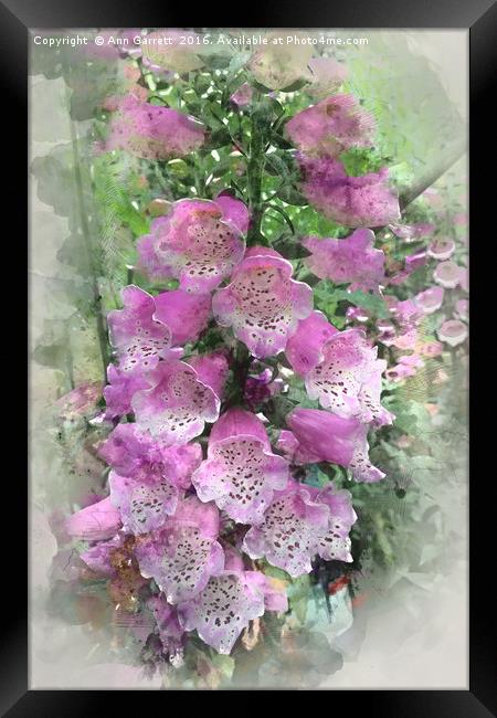 Foxglove  Framed Print by Ann Garrett