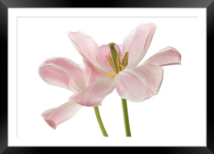 Pink Tulips Framed Mounted Print by Ann Garrett