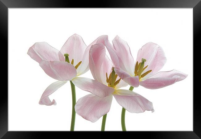 Three Pink Tulips Framed Print by Ann Garrett