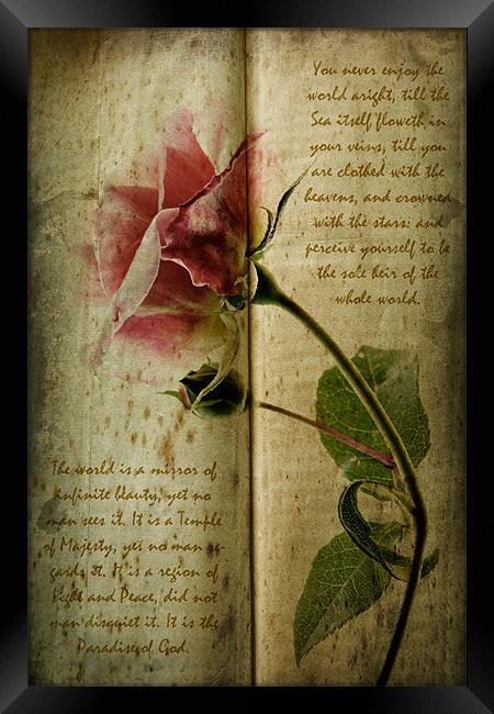 A Rose Framed Print by Ann Garrett
