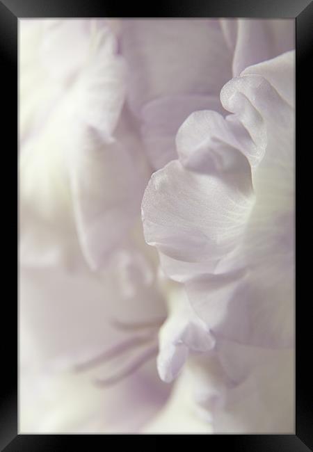 Lilac Ruffles Framed Print by Ann Garrett