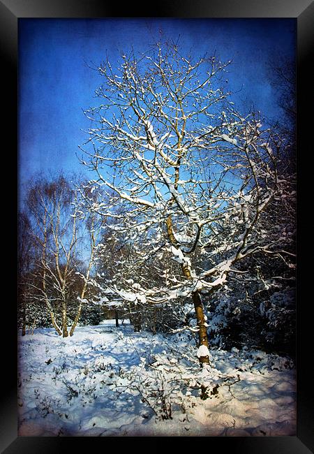 Snow Tree Framed Print by Ann Garrett