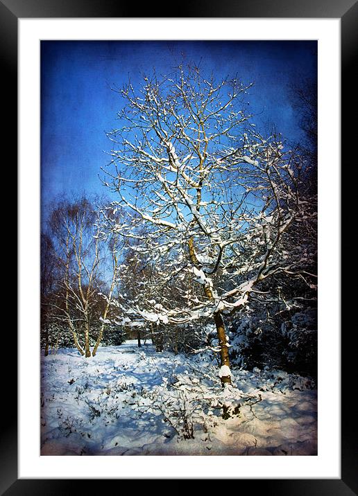 Snow Tree Framed Mounted Print by Ann Garrett