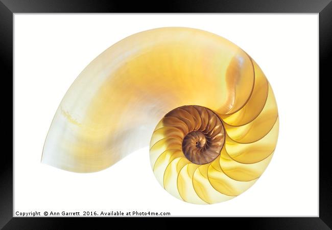 Nautilus Half Shell Framed Print by Ann Garrett