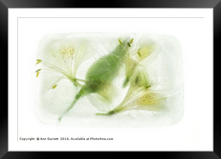 Alstroemeria Encased in Ice Framed Mounted Print by Ann Garrett