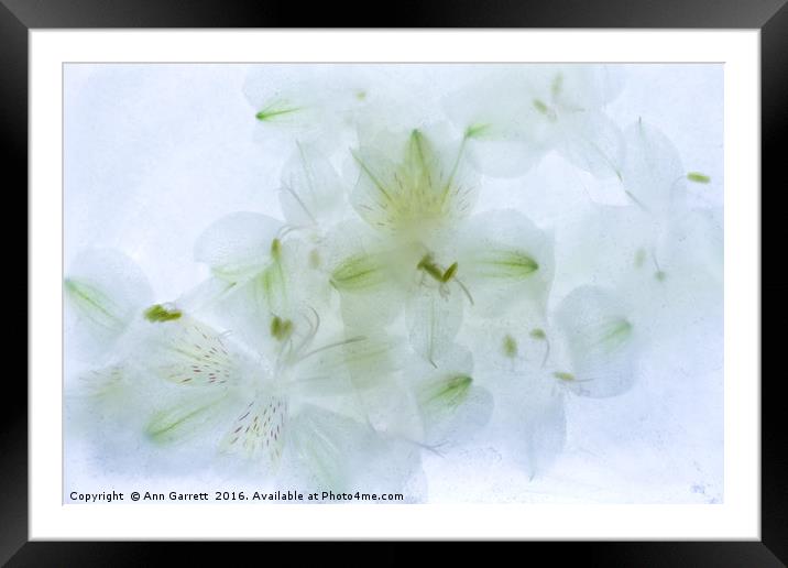 White Alstroemeria Encased in Ice Framed Mounted Print by Ann Garrett