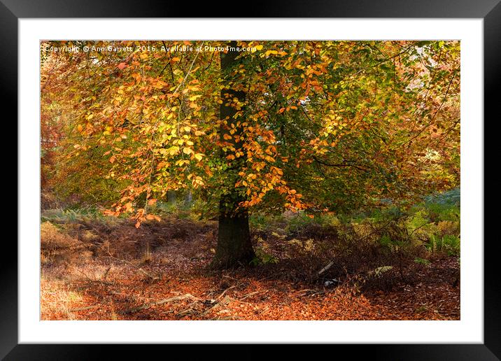 Autumn Colours on Cannock Chase Framed Mounted Print by Ann Garrett