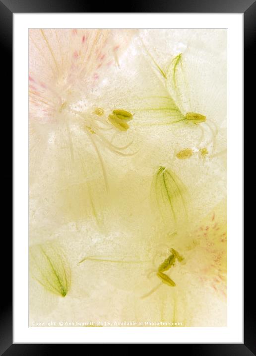 Alstroemeria flowers in ice Framed Mounted Print by Ann Garrett