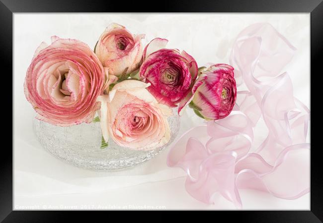 Pretty Rununculus in a Glass Vase Framed Print by Ann Garrett