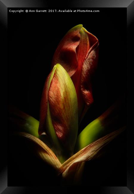 Emerging Amaryllis Framed Print by Ann Garrett