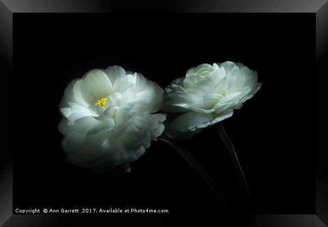 Lost in the Shadows Two White Ranunculus Flowers Framed Print by Ann Garrett