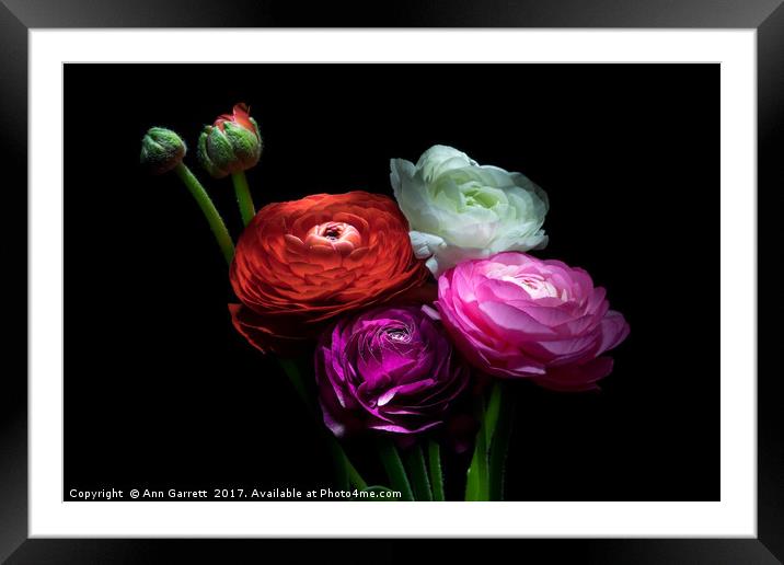 Ranunculus Bouquet Framed Mounted Print by Ann Garrett