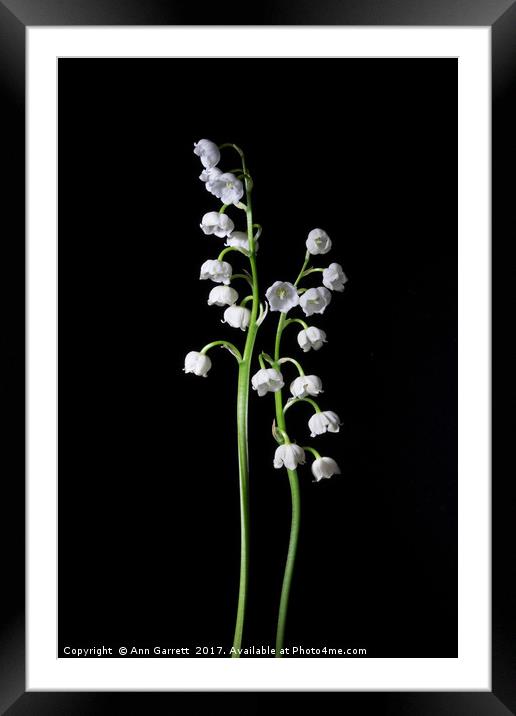 Lily of the Valley on Black 2 Framed Mounted Print by Ann Garrett