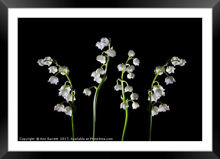 Lilies of the Valley Four in a Row Framed Mounted Print by Ann Garrett