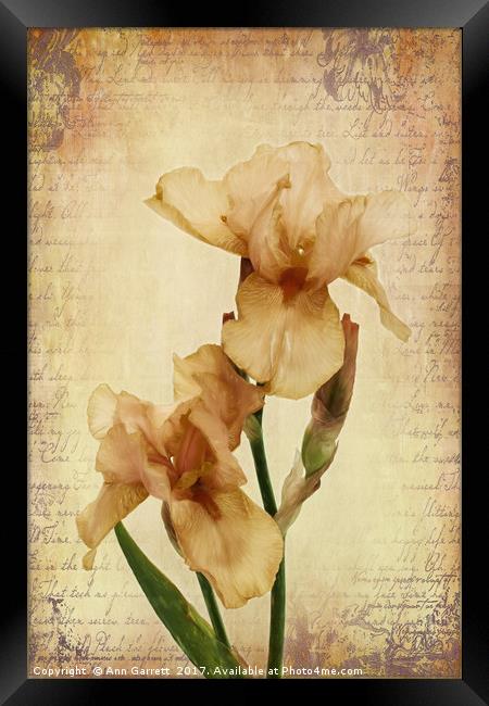Bearded Iris Framed Print by Ann Garrett