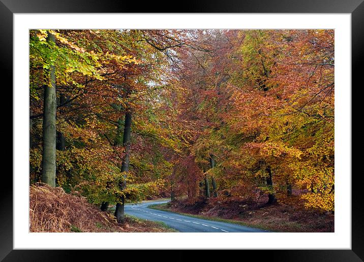 Autumn Road Framed Mounted Print by Ann Garrett