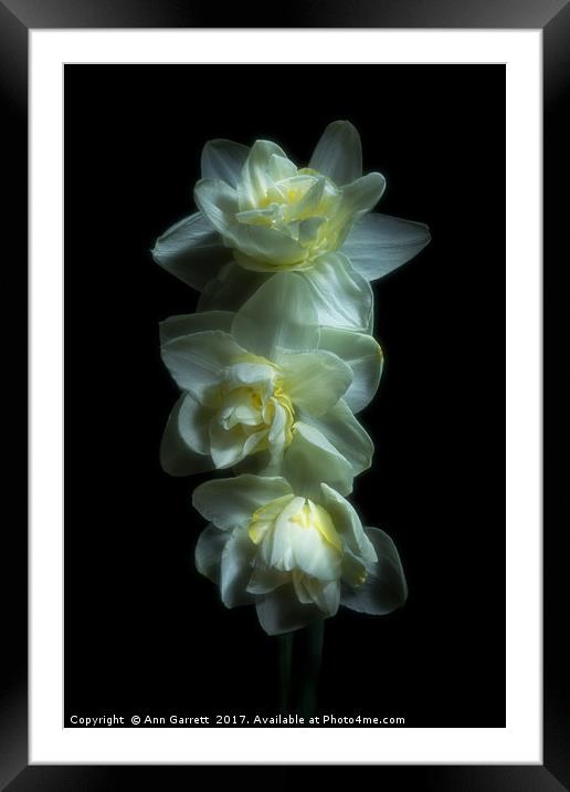 Three Double Daffodils Framed Mounted Print by Ann Garrett