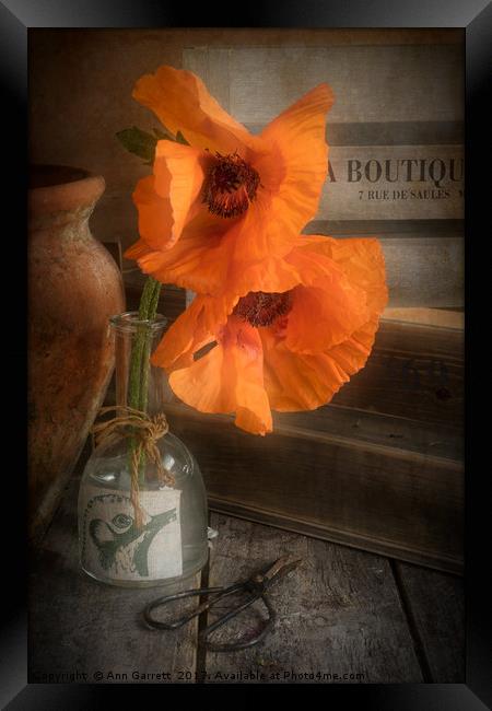 Two Poppies in a Vase Framed Print by Ann Garrett