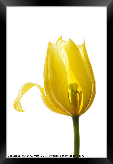 Lemon Tulip 1 Framed Print by Ann Garrett