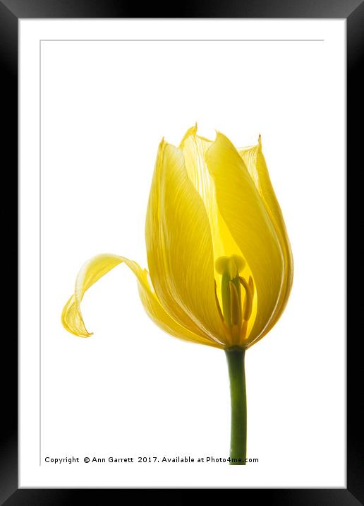 Lemon Tulip 1 Framed Mounted Print by Ann Garrett