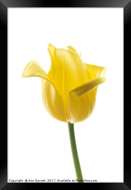 Lemon Tulip 2 Framed Print by Ann Garrett