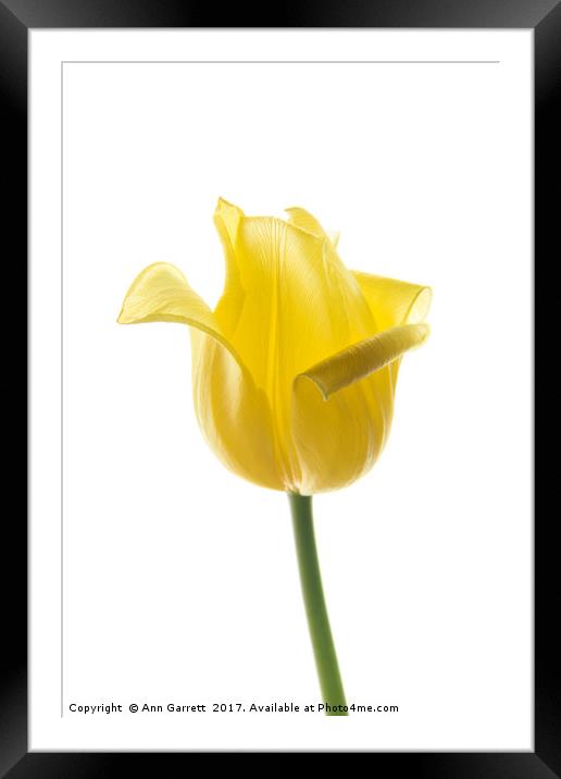 Lemon Tulip 2 Framed Mounted Print by Ann Garrett