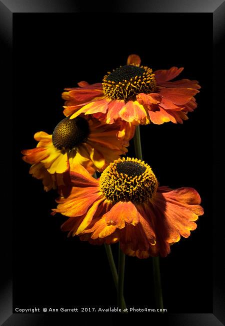 Helenium Trio Framed Print by Ann Garrett