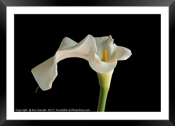 White Zantedeschia Lily Framed Mounted Print by Ann Garrett