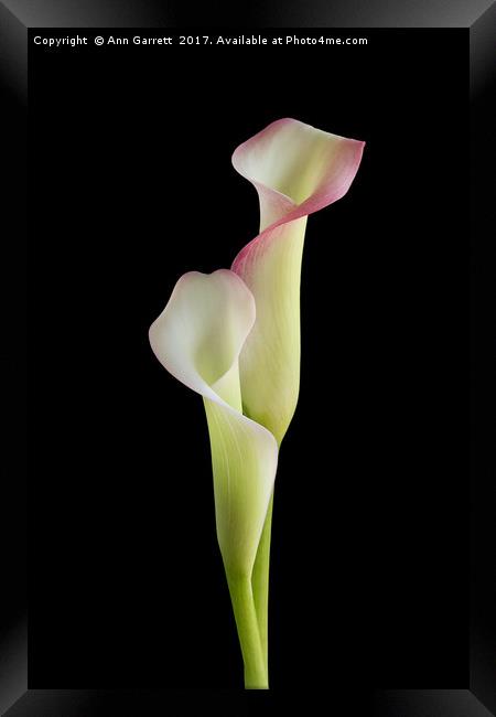 Two Calla Lilies Framed Print by Ann Garrett