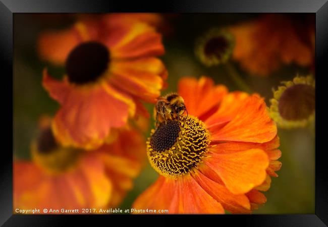 The Bee and the Helenium Framed Print by Ann Garrett