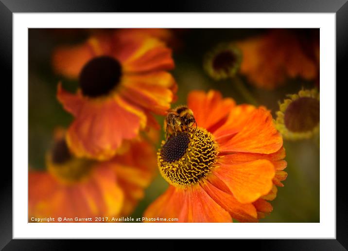 The Bee and the Helenium Framed Mounted Print by Ann Garrett