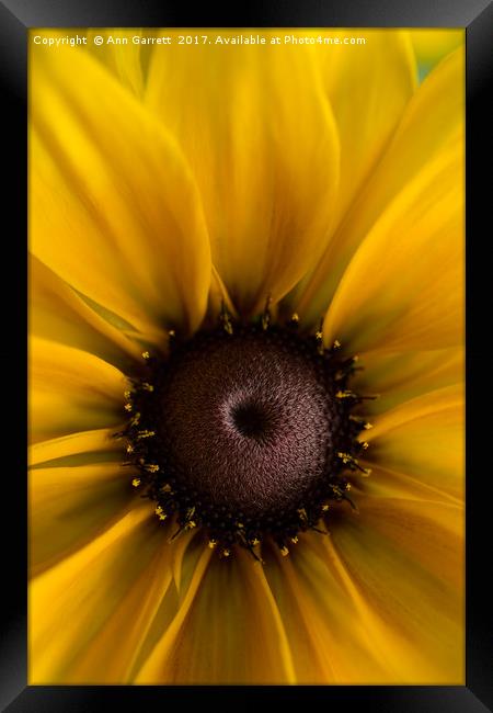 Sunny Rudbeckia Framed Print by Ann Garrett