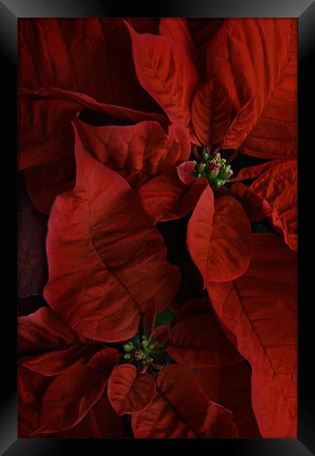 Red Poinsettias Framed Print by Ann Garrett
