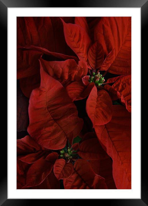 Red Poinsettias Framed Mounted Print by Ann Garrett