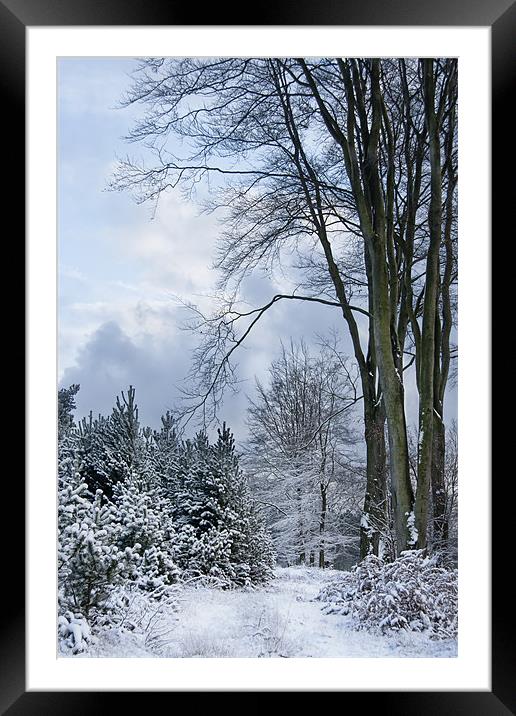 Winter Framed Mounted Print by Ann Garrett