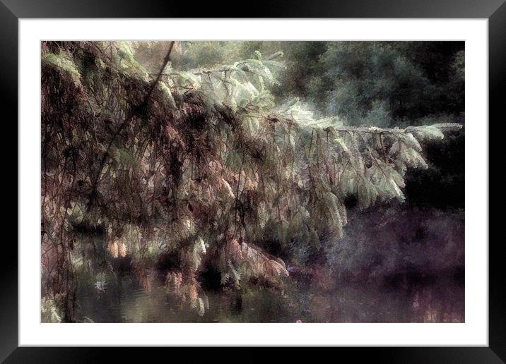Soft Autumn Light Framed Mounted Print by Ann Garrett
