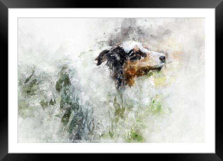 Rush The American Rough Collie Framed Mounted Print by Ann Garrett